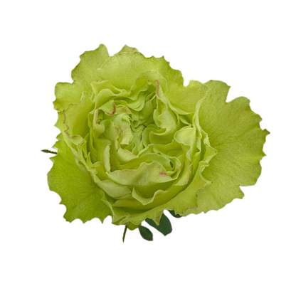 ROSE, GARDEN-STYLE