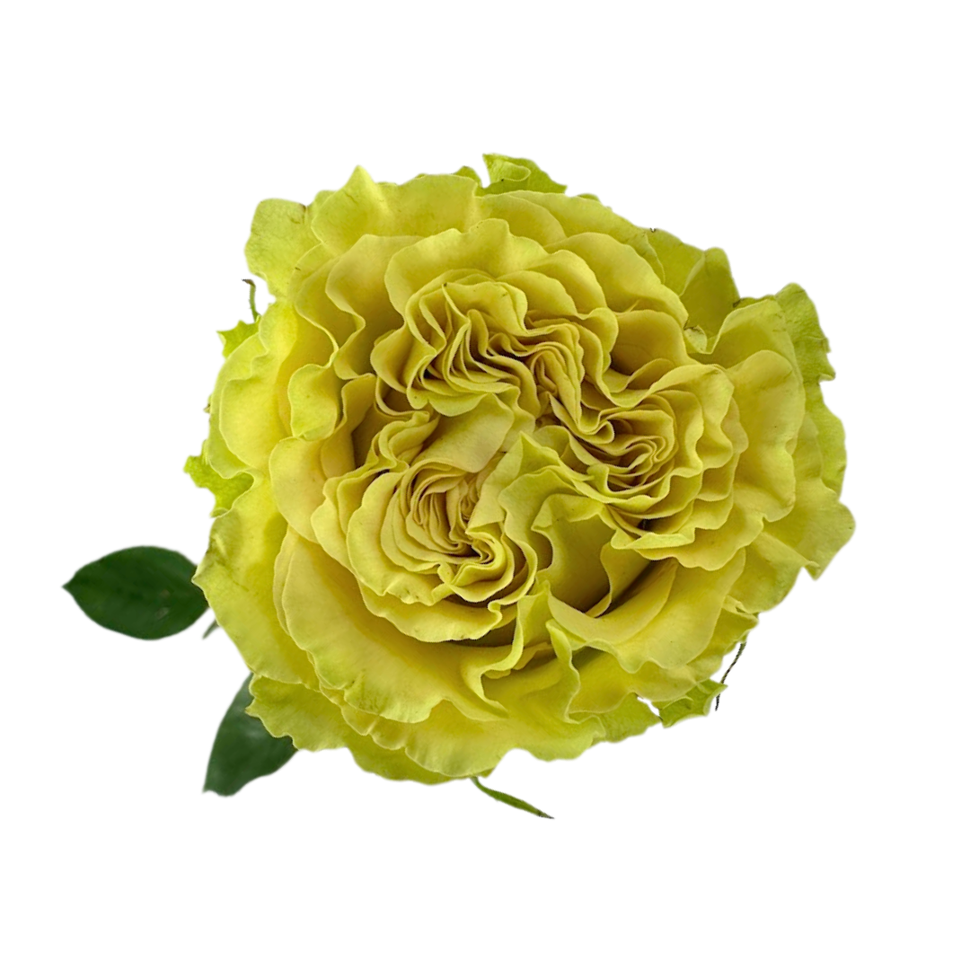 ROSE, GARDEN-STYLE