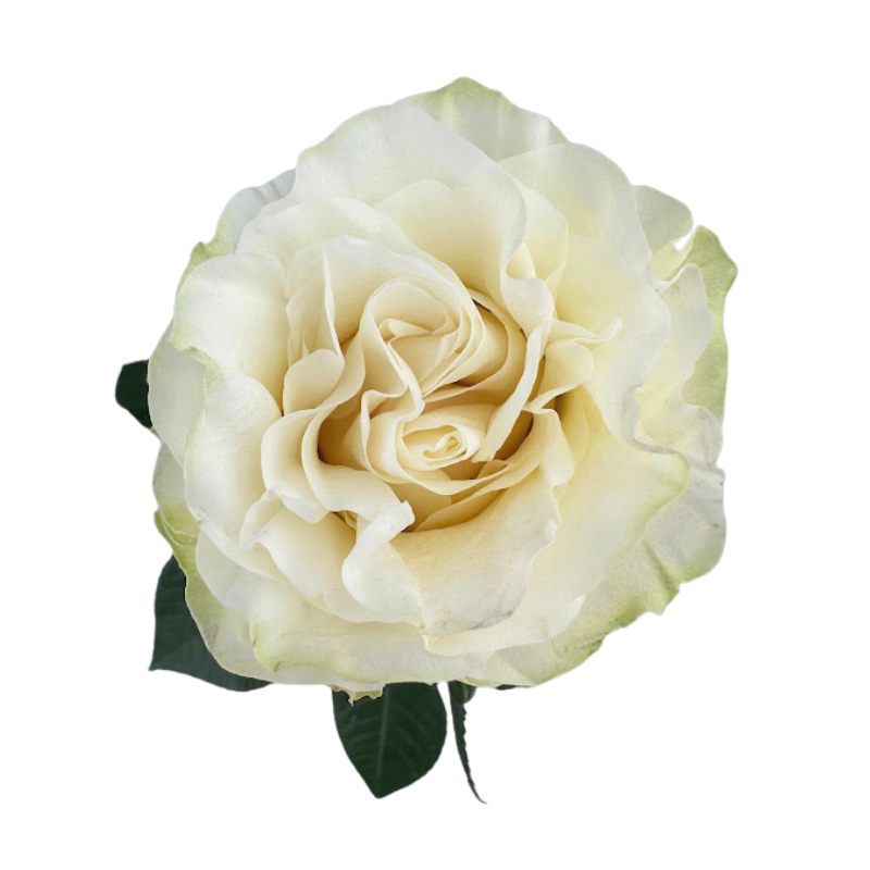 ROSE, GARDEN-STYLE