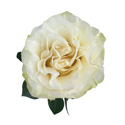 ROSE, GARDEN-STYLE