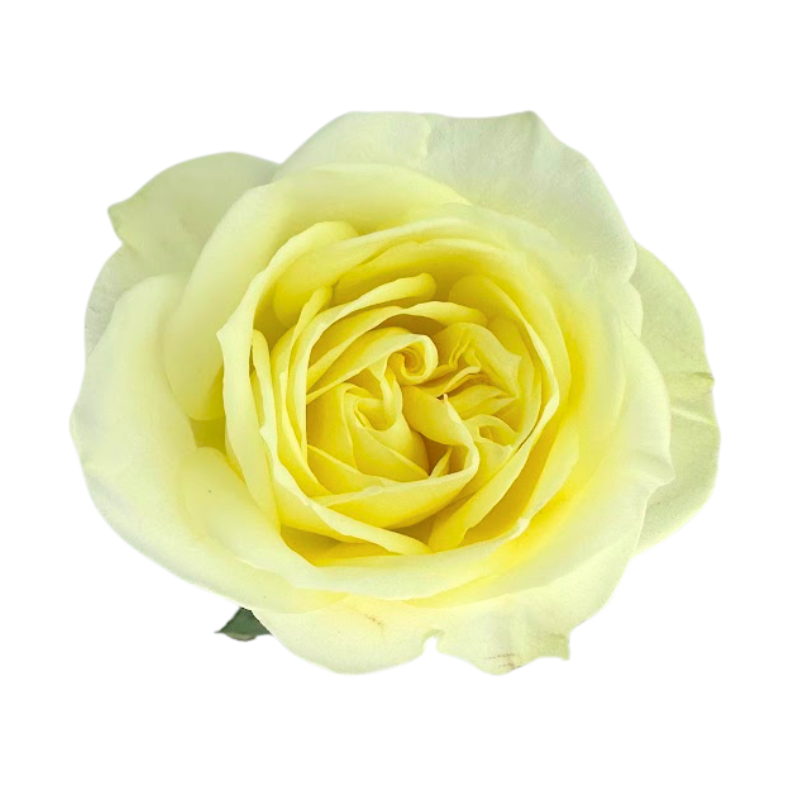 ROSE, GARDEN-STYLE