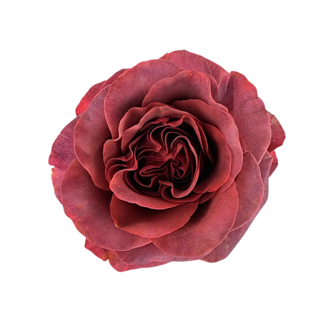 ROSE, GARDEN-STYLE