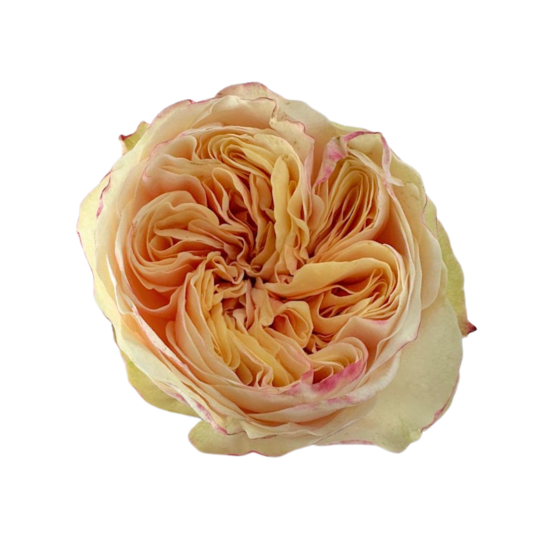 ROSE, GARDEN-STYLE