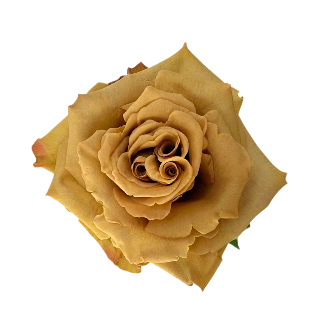 ROSE, GARDEN-STYLE