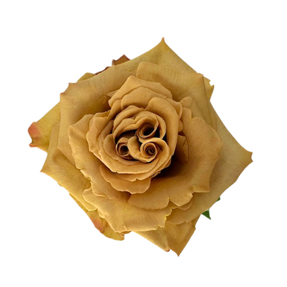 ROSE, GARDEN-STYLE