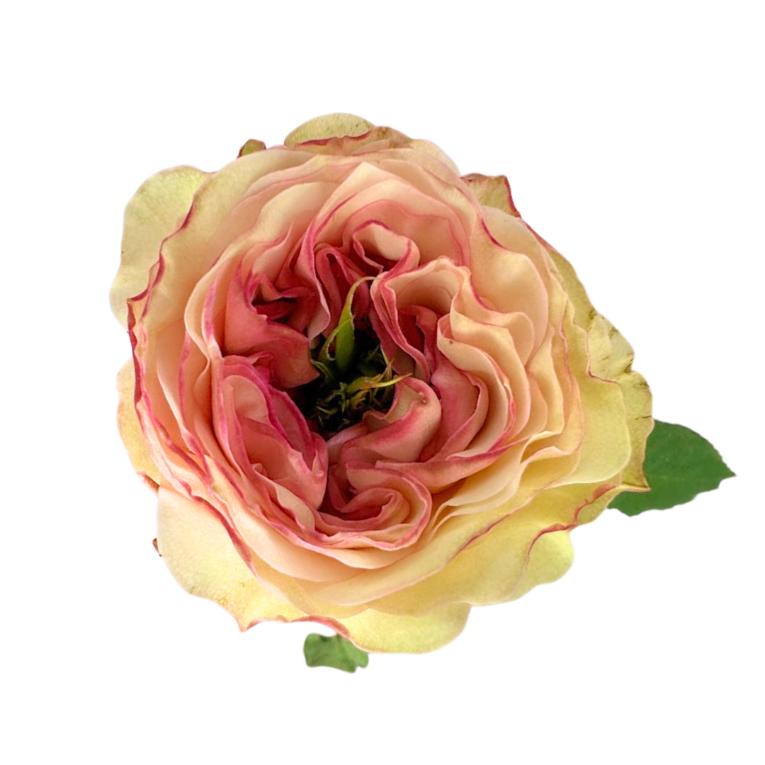 ROSE, GARDEN-STYLE