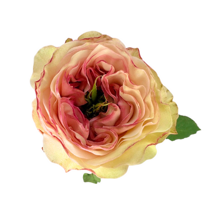 ROSE, GARDEN-STYLE