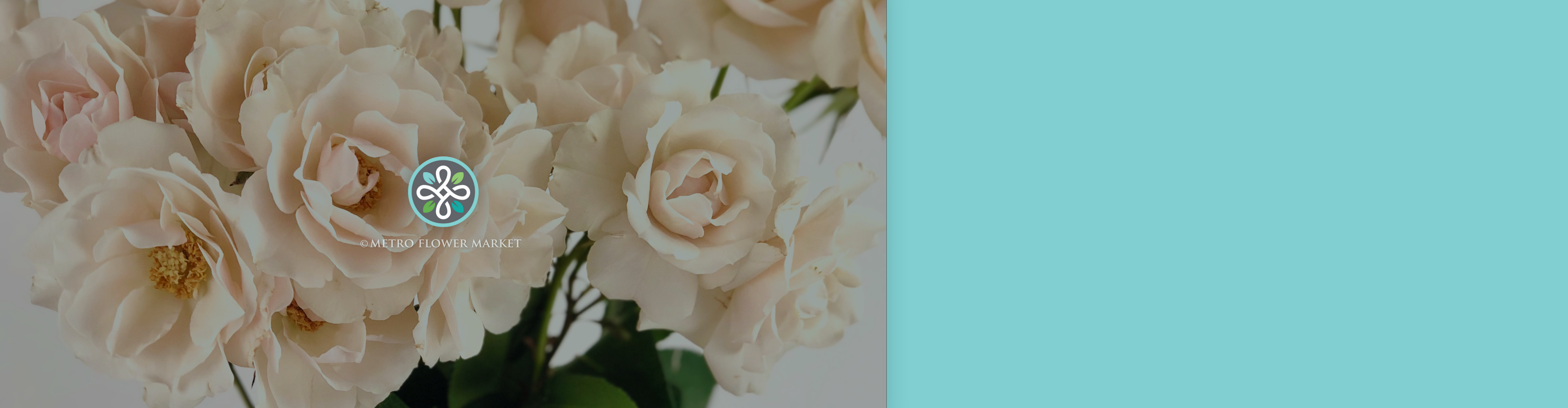 A bunch of ivory spray roses with a teal background and Metro Flower Market logo.