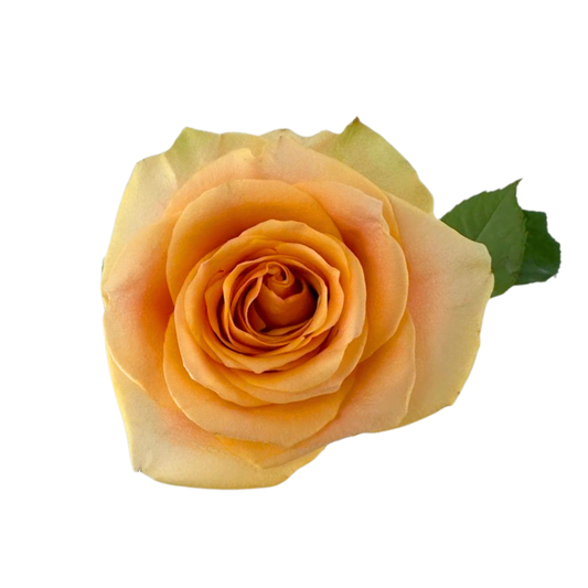 Rose, Standard—Orange Varieties