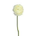 Ranunculus White (10 Stems)