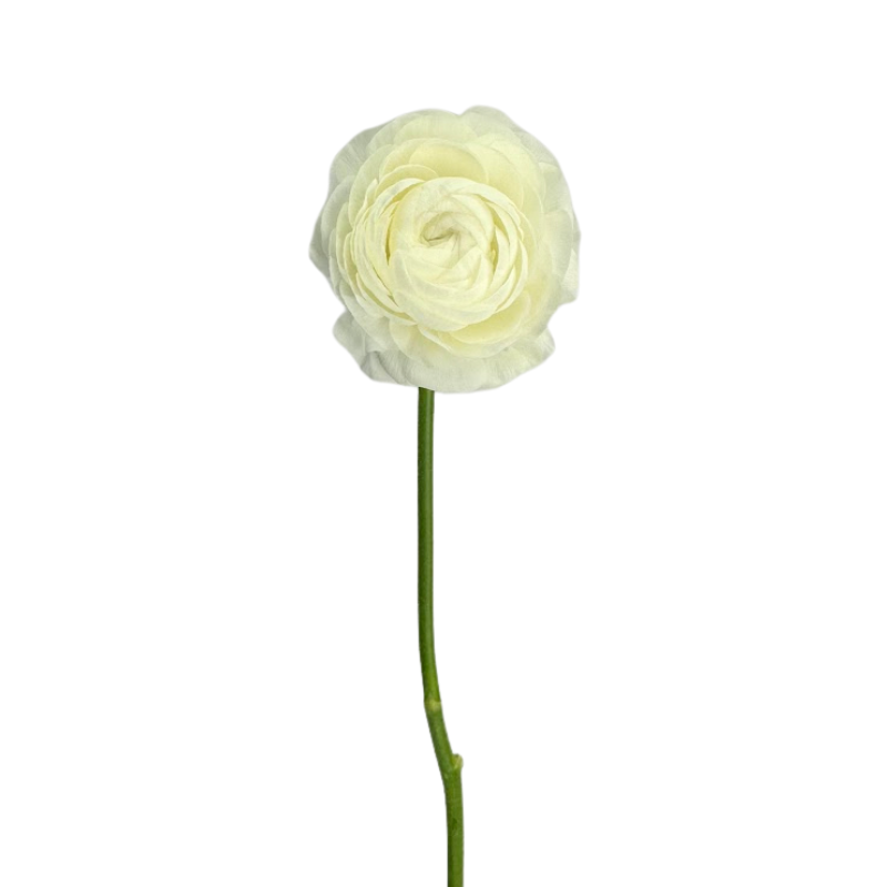 Ranunculus White (10 Stems)