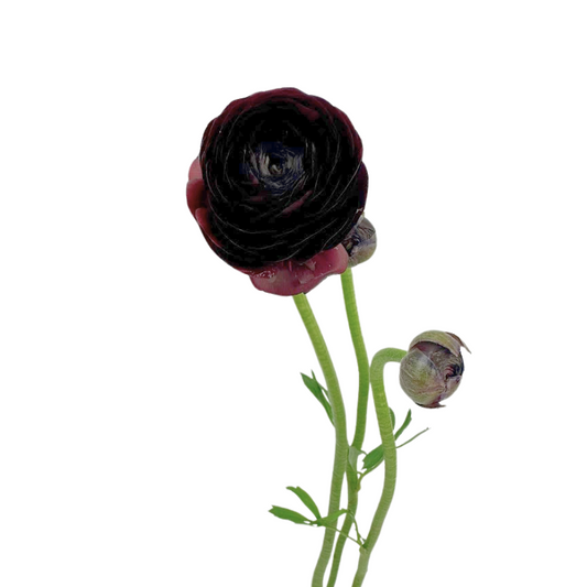 Ranunculus Burgundy (10 Stems)