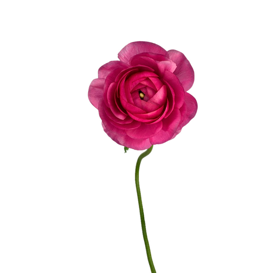 Ranunculus Hot Pink (10 Stems)