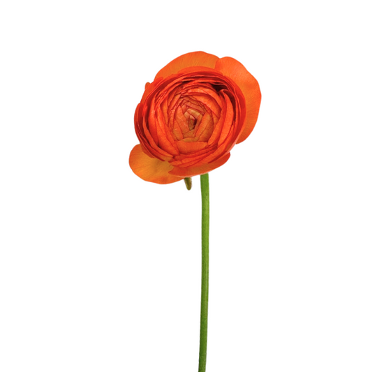 Ranunculus Orange (10 Stems)