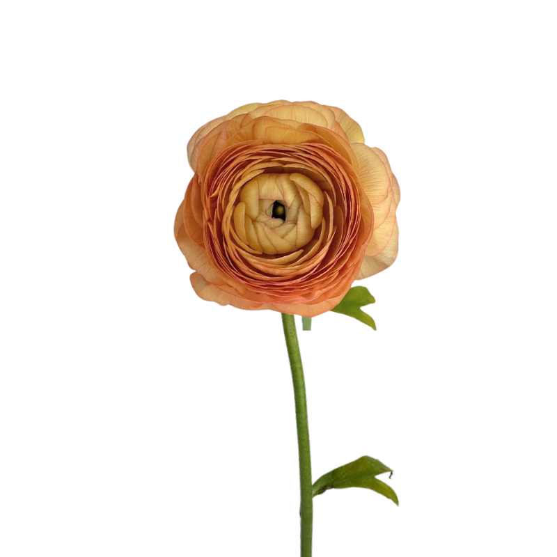 Ranunculus Peach (10 Stems)