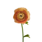 Ranunculus Elegance Peach (10 stem bunch)