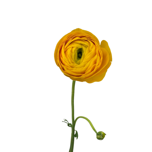 Ranunculus Yellow (10 Stems)