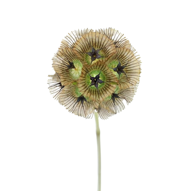 Scabiosa Pod