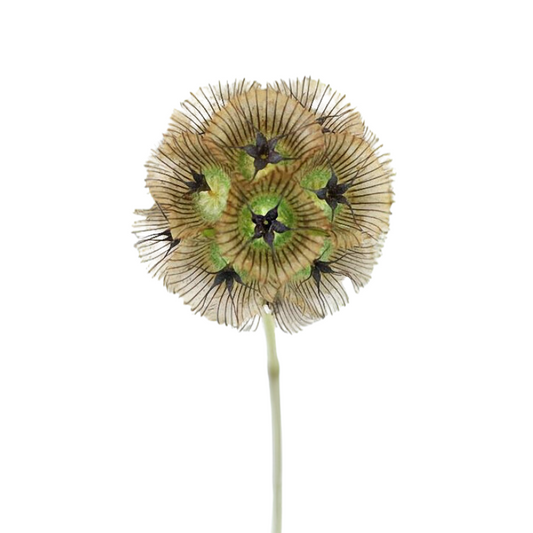 Scabiosa Pod