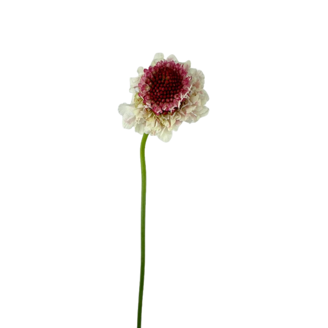 SCABIOSA, SCOOP