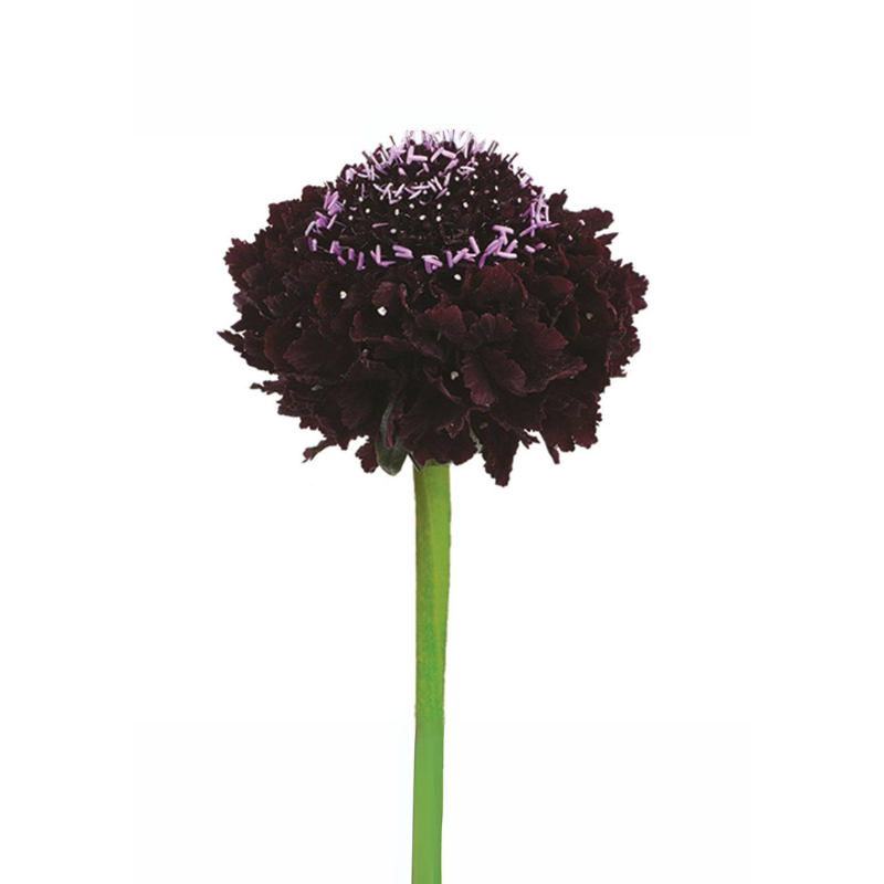 SCABIOSA, SCOOP