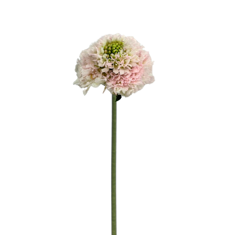SCABIOSA, SCOOP
