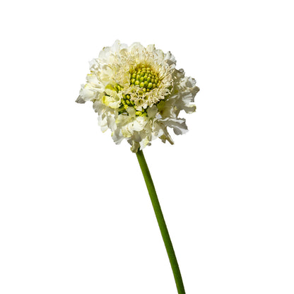 Scabiosa, Scoop