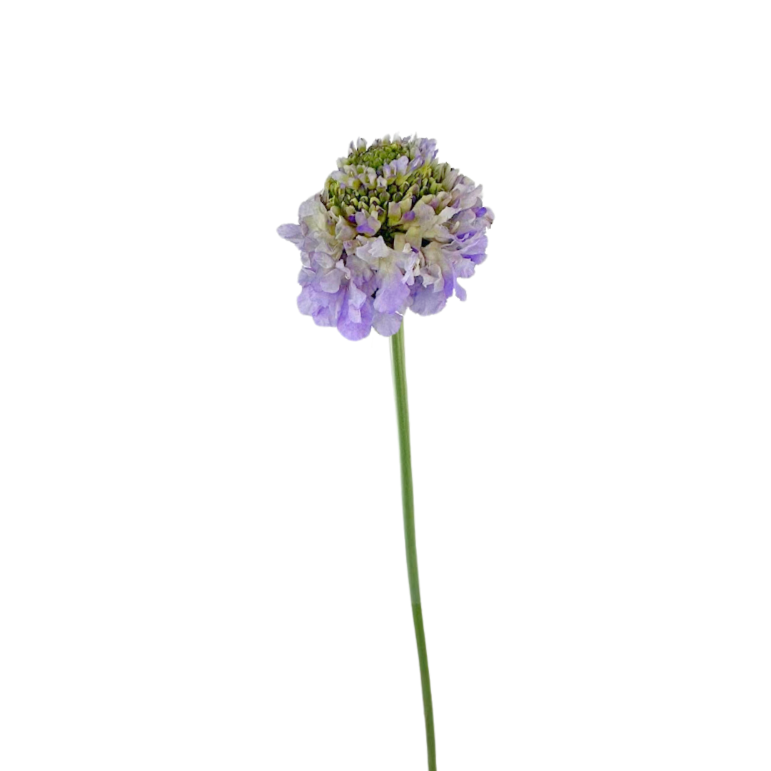 SCABIOSA, SCOOP