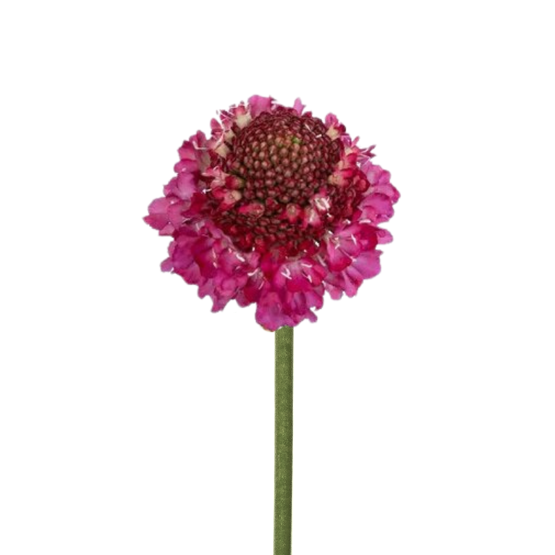 SCABIOSA, SCOOP