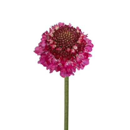 Scabiosa, Scoop
