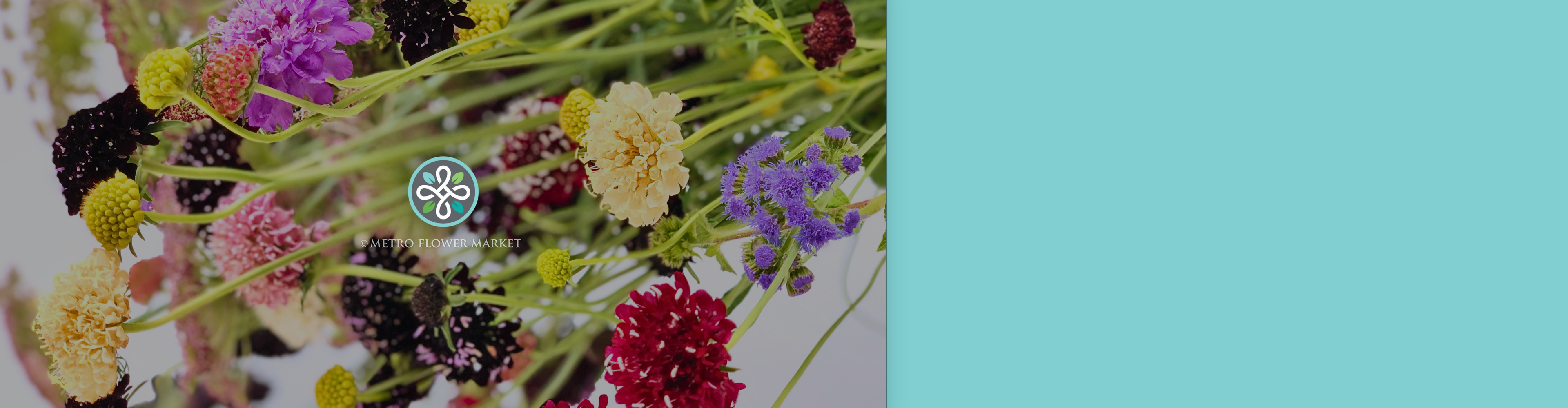 A closeup shot of assorted color scabiosa flowers against a white background with a Metro Flower Market logo overlayed.