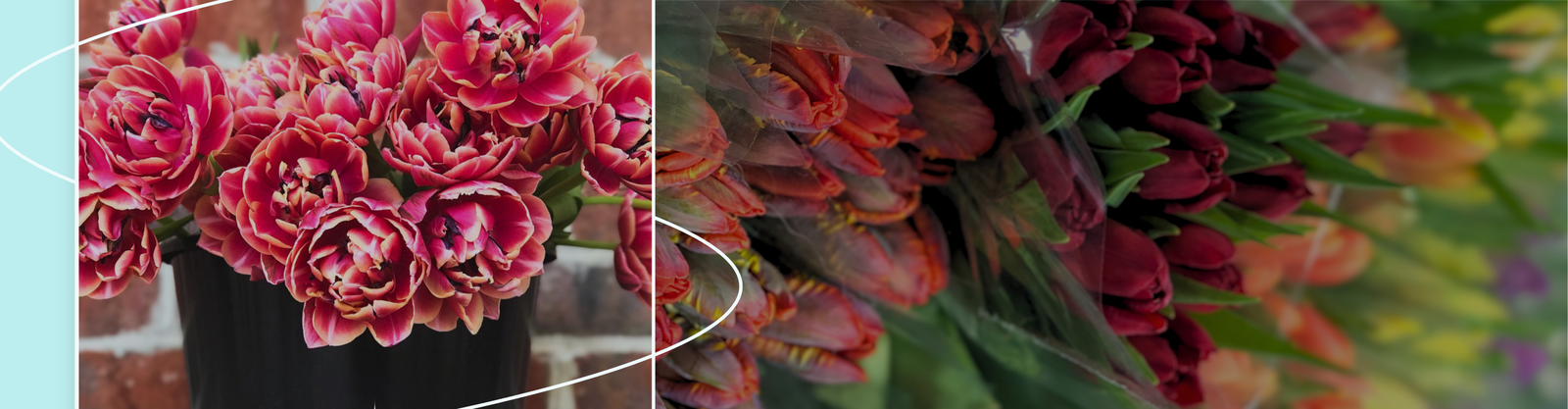 Bulk tulips in buckets inside the Metro Flower Market cooler