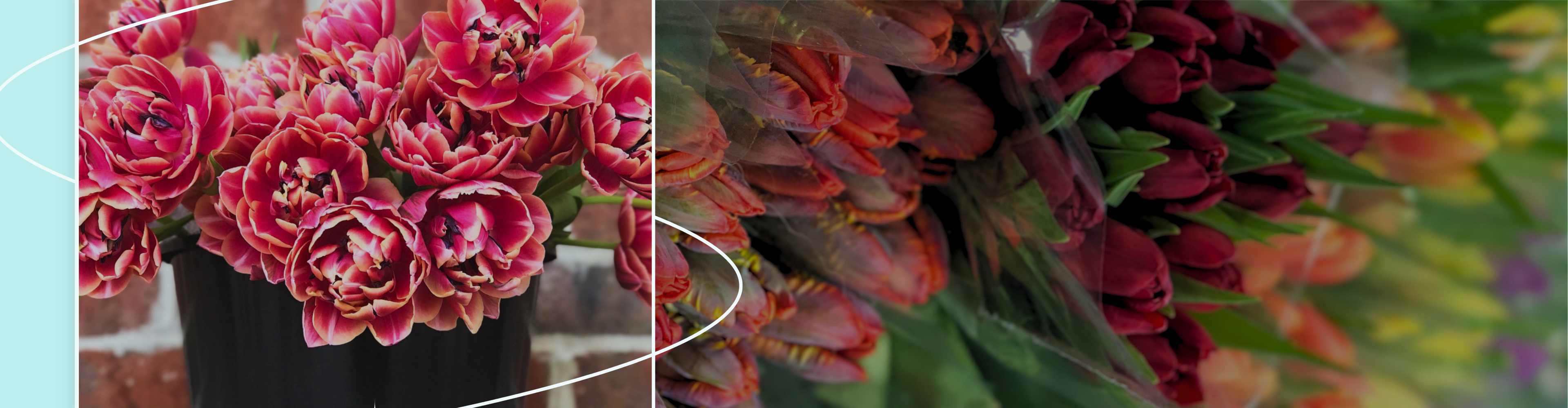 A banner image featuring images of colorful tulips in buckets inside a flower cooler.