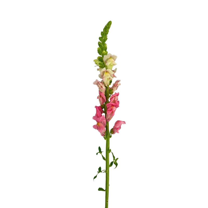 Snapdragon