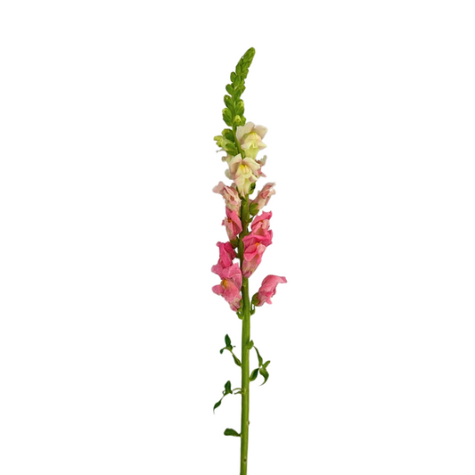Snapdragon
