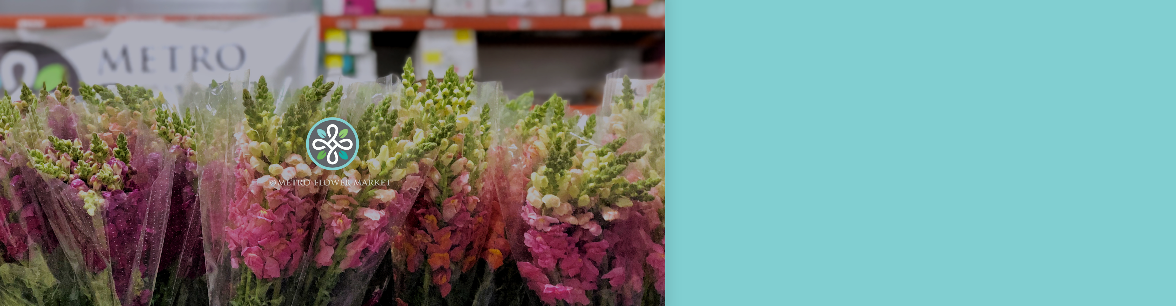Bunches of colorful snapdragons in clear plastic sleeves and buckets are lined up in a warehouse cooler setting at Metro Flower Market.