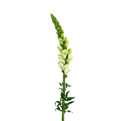Snapdragon