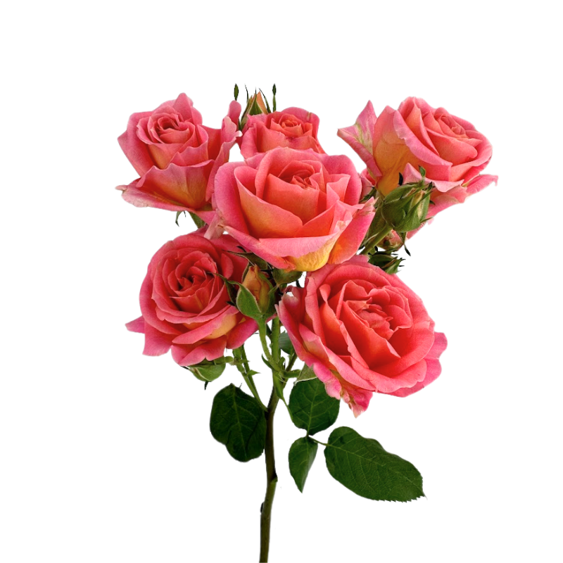 ROSE, SPRAY