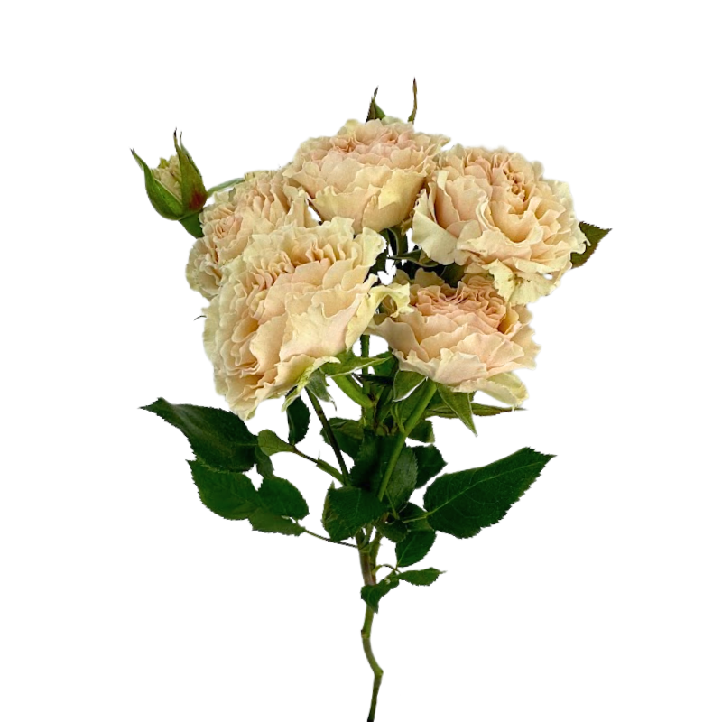 ROSE, SPRAY