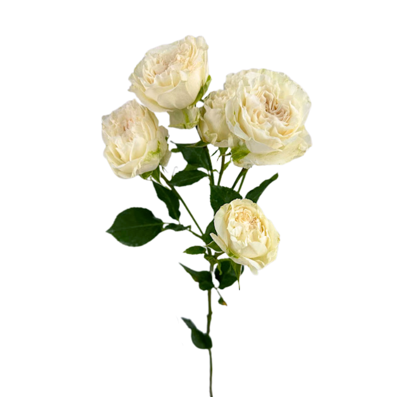 ROSE, SPRAY
