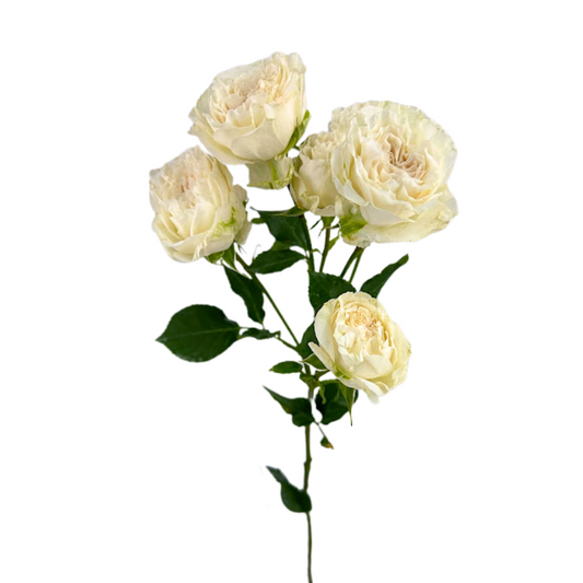 Rose, Spray
