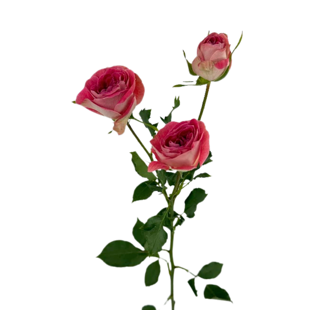 ROSE, SPRAY