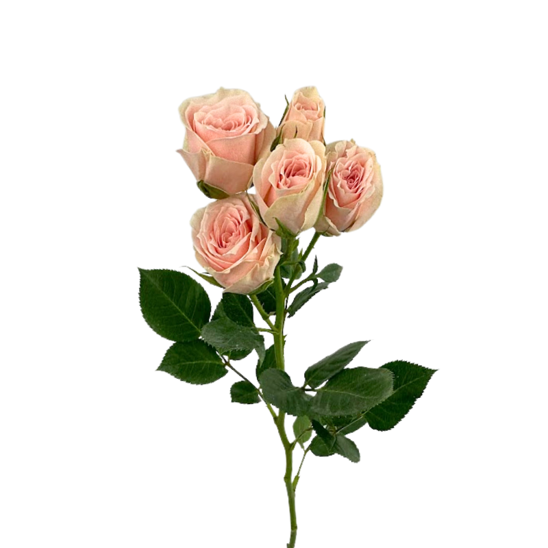 ROSE, SPRAY