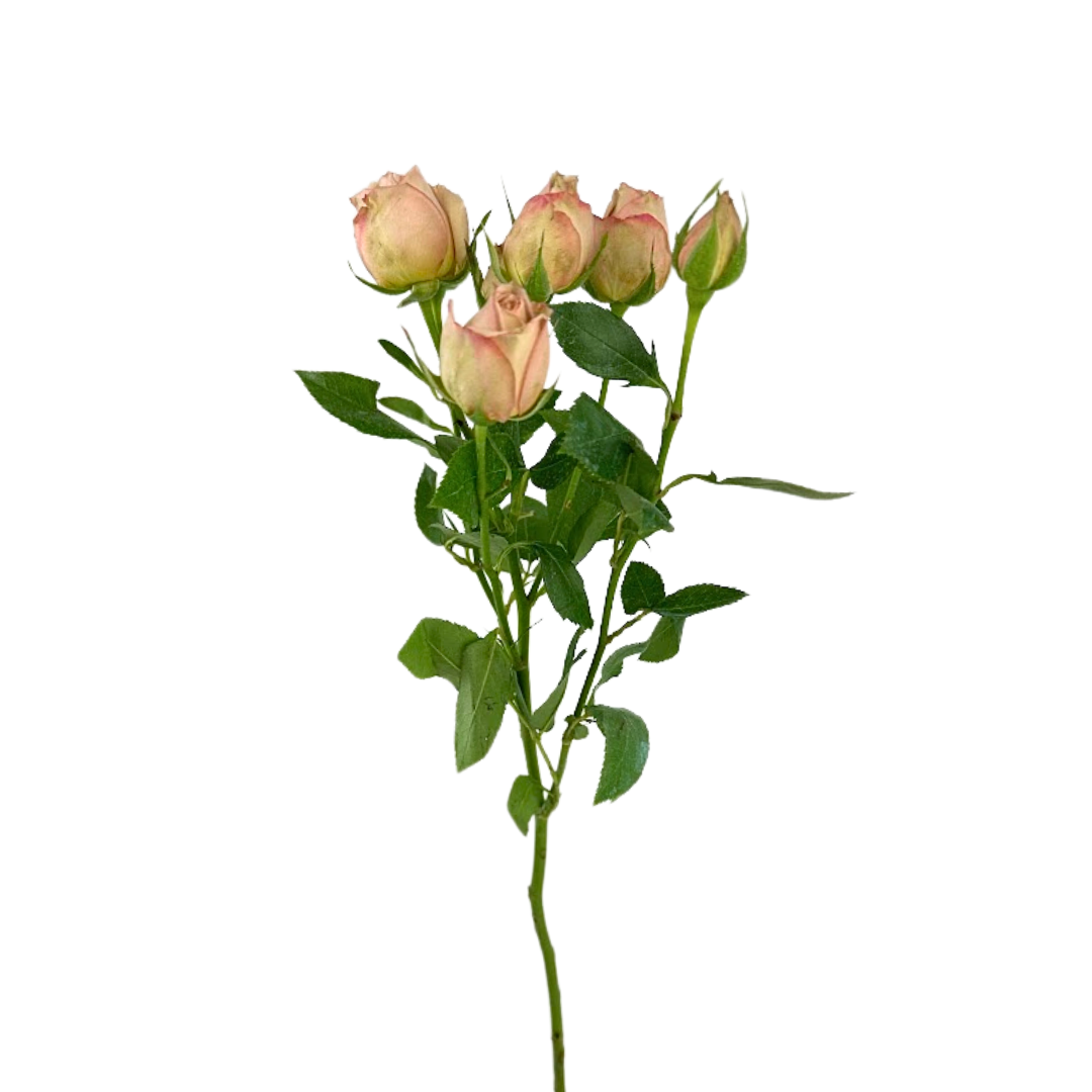 ROSE, SPRAY
