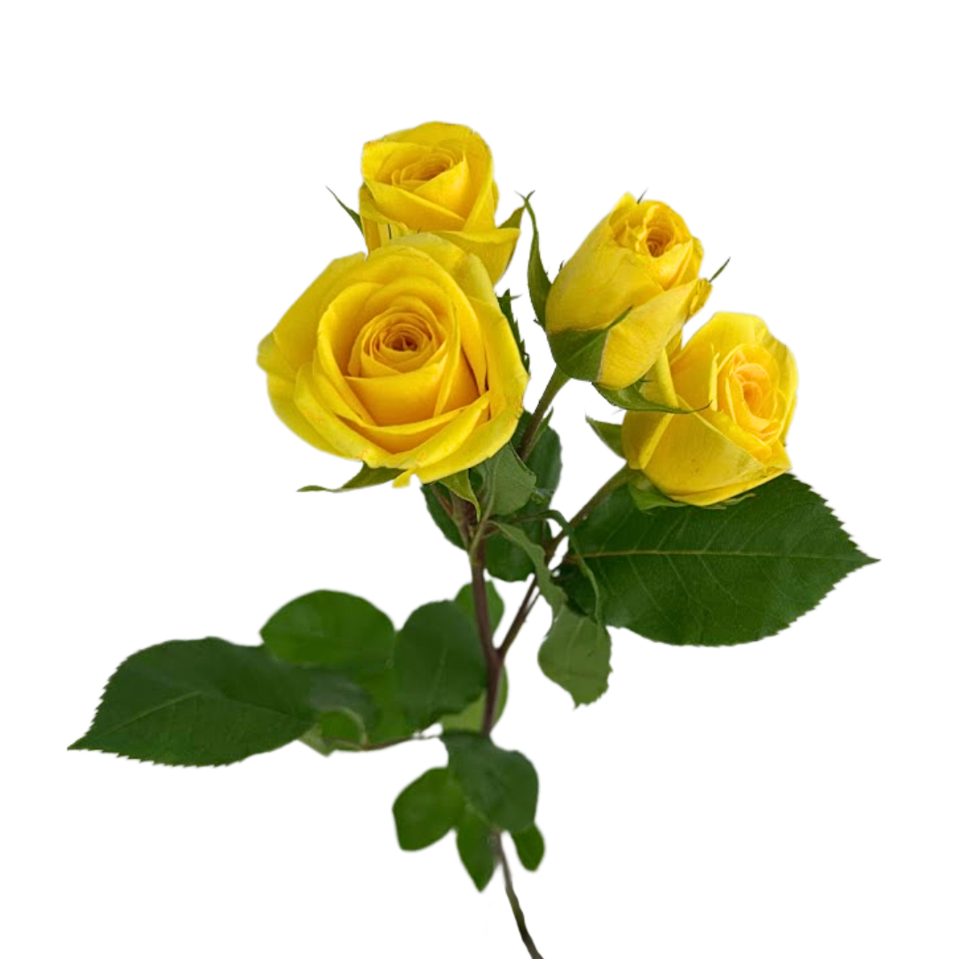ROSE, SPRAY
