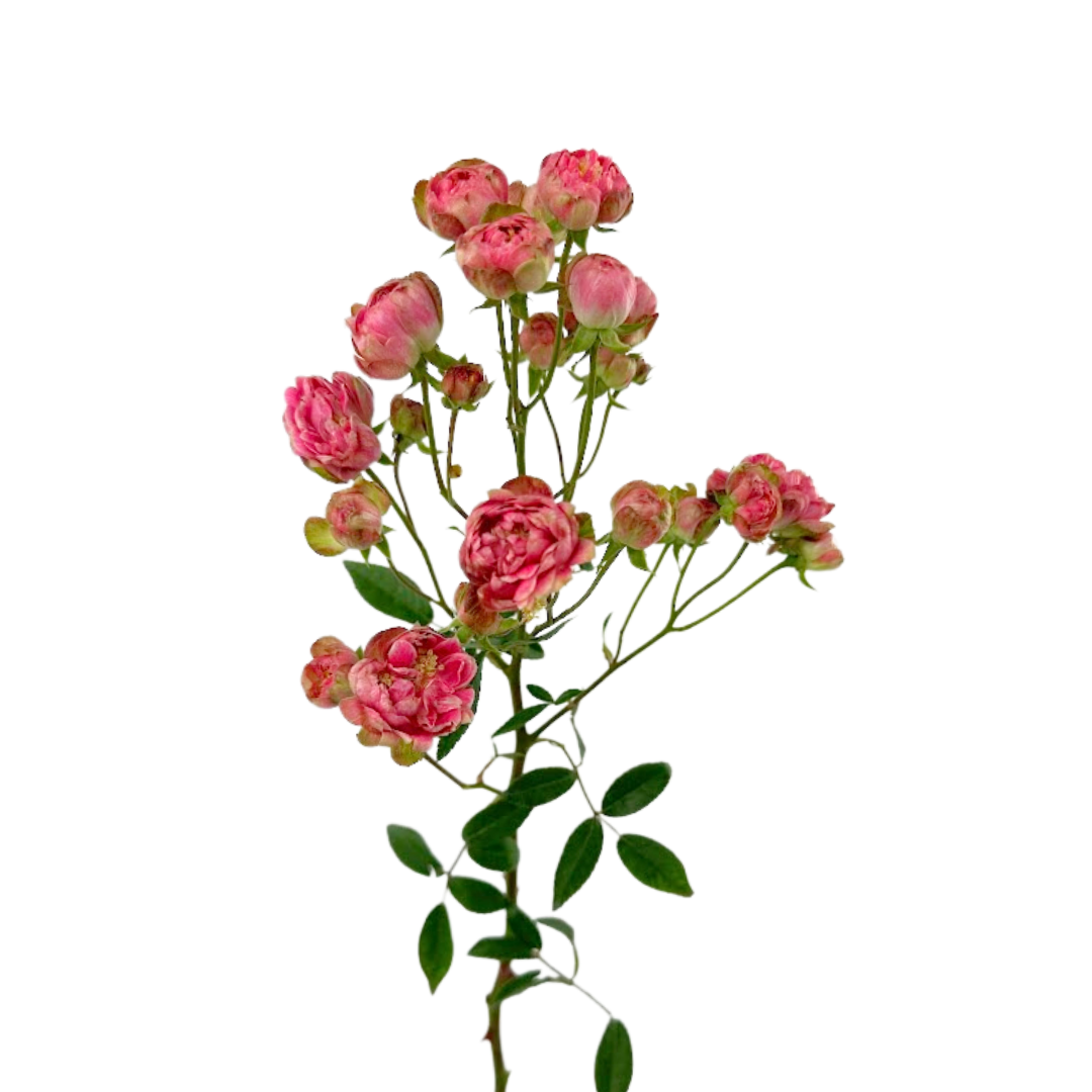 ROSE, SPRAY