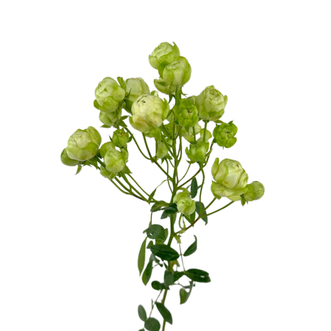 ROSE, SPRAY