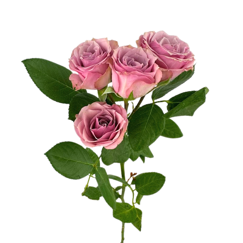 ROSE, SPRAY