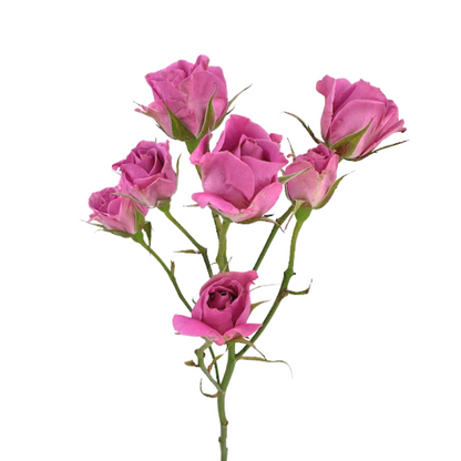Rose, Spray
