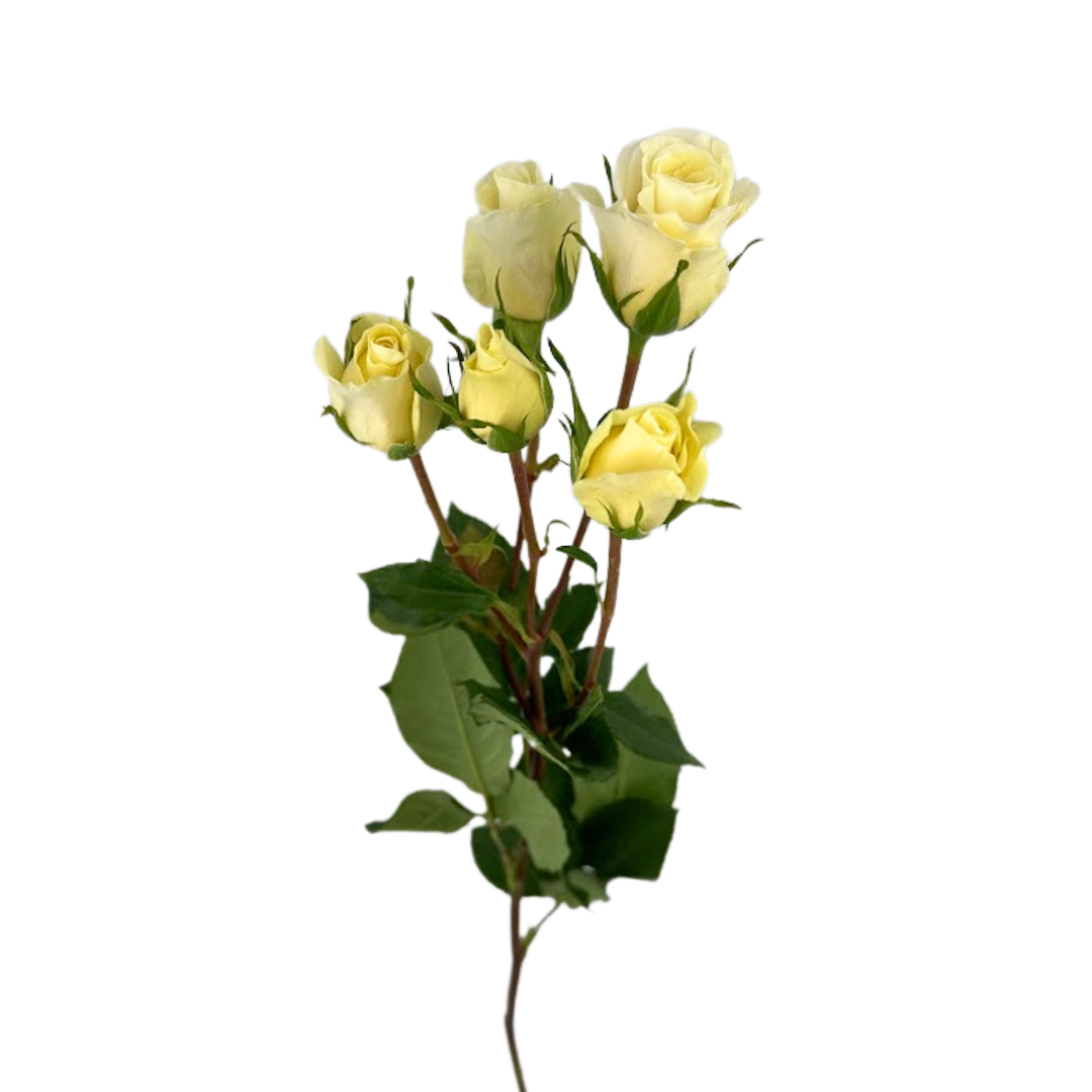 ROSE, SPRAY
